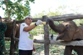 Anak Gajah 'Tari' Adik 'Domang' di Tesso Nilo Ditemukan Mati