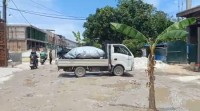 Warga Tanam Pisang di Jalan Panglima, Dinas PUPR Pekanbaru Segera ke Lokasi