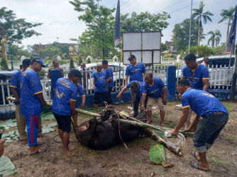 Berbagi ke Warga Membutuhkan, Nasdem Riau Sembelih 4 Ekor Sapi Kurban