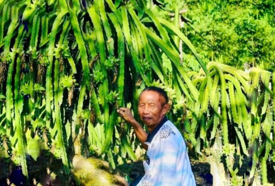 Pakde Sukir: Dari Kebun Sawit ke Kebun Buah Naga, Keberanian Berubah Membawa Keberkahan