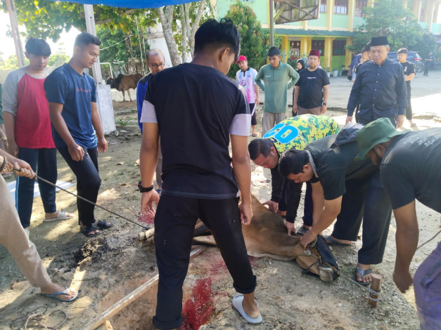PC Muhammadiyah Bukitraya Gelar Penyembelihan Hewan Kurban