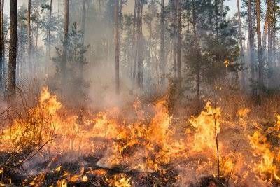 Memasuki Musim Kemarau, Pemko Pekanbaru Minta Masyarakat Aktif Cegah Karhutla