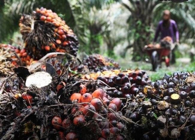 Harga TBS Kelapa Sawit Mitra Plasma di Riau Mengalami Penurunan