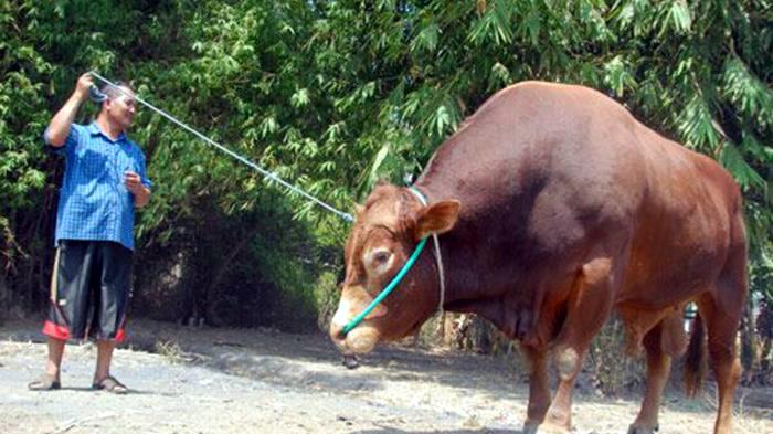 Heboh, Oknum Komisioner BAZNAS Rohil Inisial Jn Diduga Tarik Kembali Bantuan 10 Ekor Lembu, Benarkah?