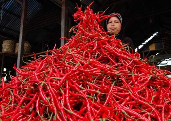 Harga Cabai Merah di Pekanbaru Tembus Rp100 Ribu per Kg, Pemko Pertimbangkan Operasi Pasar