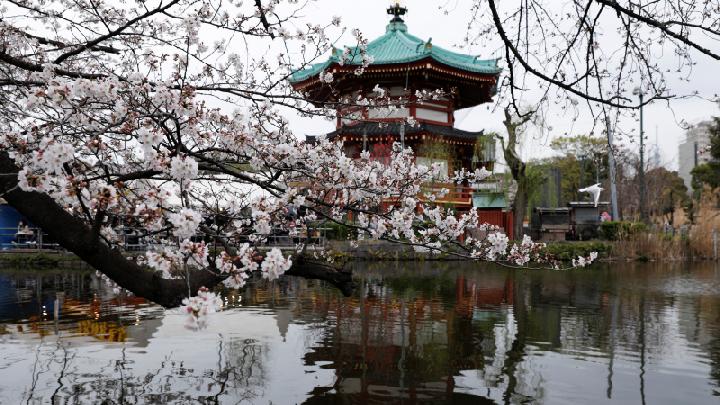 Jalan-jalan ke Jepang, Ketahui Etika Melihat Bunga Sakura Bermekaran