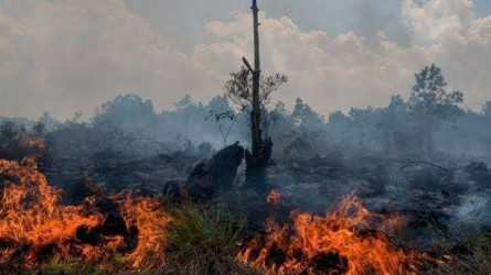 Gubri Warning Pelaku Pembakaran Lahan: Jika Tetap Melanggar Ada Tindakan Hukum