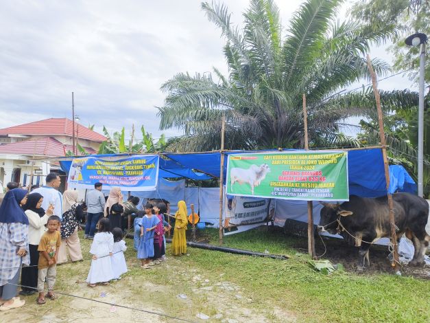 Bobot Hampir 1 Ton, Sapi Kurban Presiden Jokowi di Riau Jadi Tonton Masyarakat