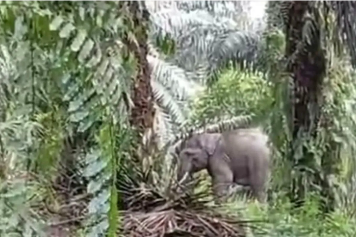 Dua gajah liar masuki pemukiman warga di Pelalawan lantaran banjir