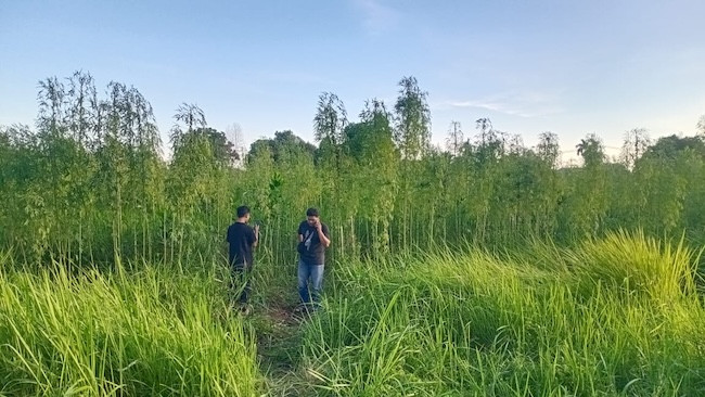 Penemuan Ratusan Tanaman Mirip Ganja Gegerkan Warga Marpoyan Damai, Polisi Turun Tangan