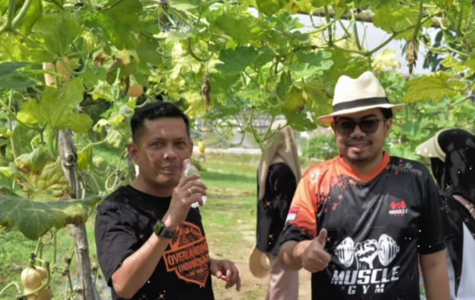 Pimpinan DPRD Pekanbaru Azwendi Fajri dan Ginda Burnama Ikut Panen Sayur Bersama Masyarakat di Kulim