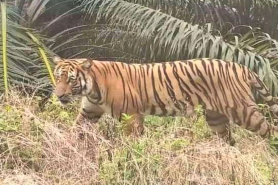 Harimau Sumatera Terpantau di Permukiman Warga Kampung Teluk Lanus, Siak