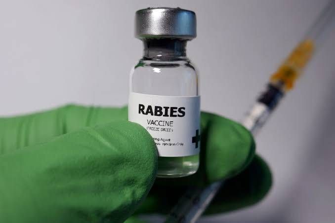 Pemprov Riau Lakukan Vaksin Rabies Hewan Peliharaan Gratis, Cek Jadwalnya