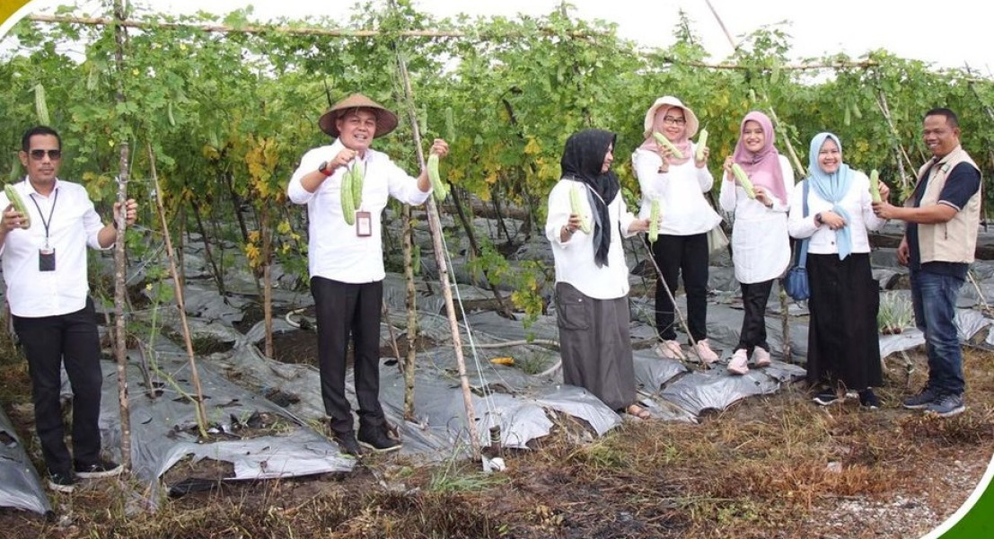 DKP Pekanbaru dan Jajaran Panen Bawang dan Cabai di Lokasi Cadangan Pangan Terintegrasi (SICANTIG)