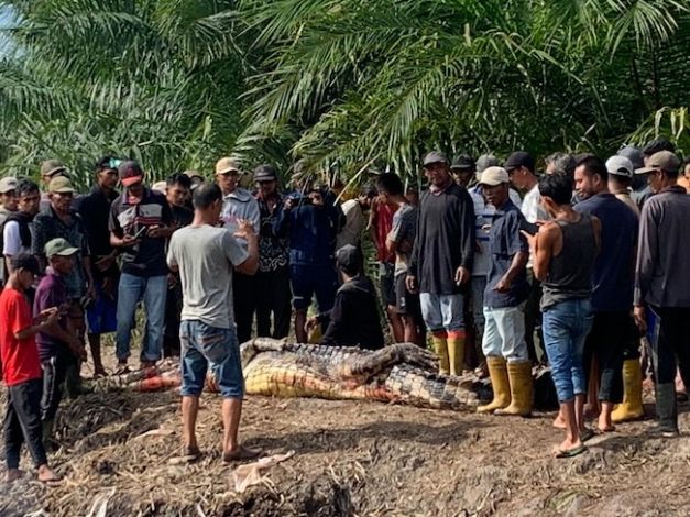 Kakek di Rohil Tewas Dimangsa Predator, Kepala Ditemukan Dalam Perut Buaya