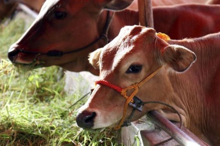 Idul Adha 1445 H, PWI Riau akan Potong 4 Sapi dan 1 Kambing