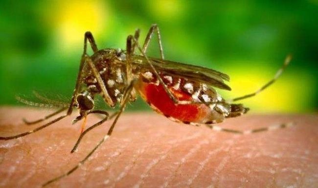 1.660 Kasus Malaria Ditemukan di Rohil, Pemkab Diminta Tetapkan Status KLB