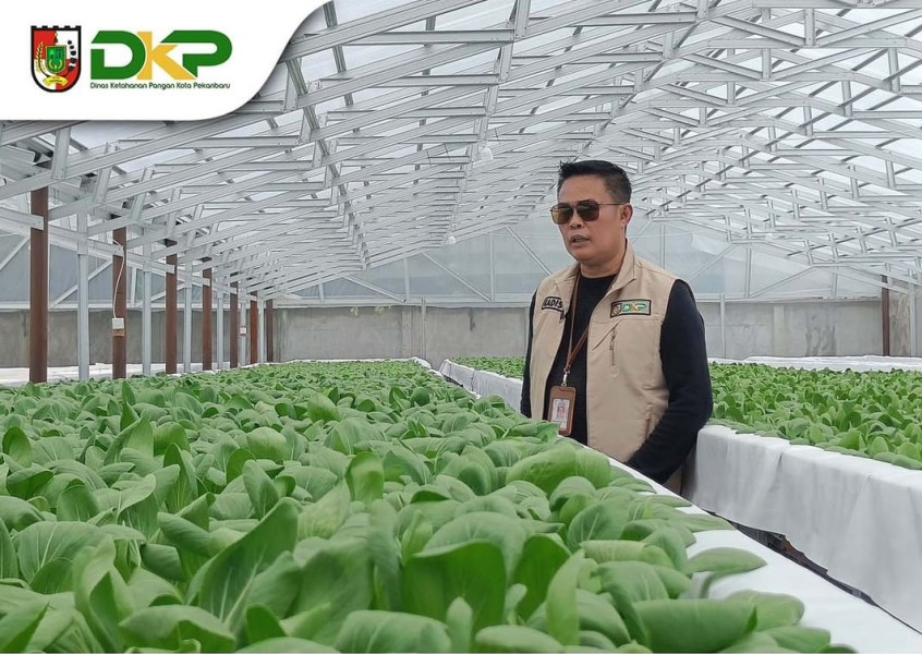 Produksi 600 Paket Sayuran Sehari, Kadis DKP Pekanbaru Tinjau Pertanian Hidroponik Kandis Green Farm