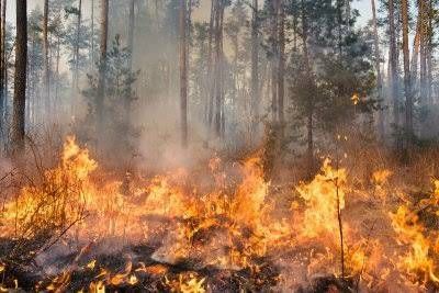Kepulauan Meranti Tetapkan Status Siaga Karhutla 2025, Jadi Daerah Ketiga di Riau