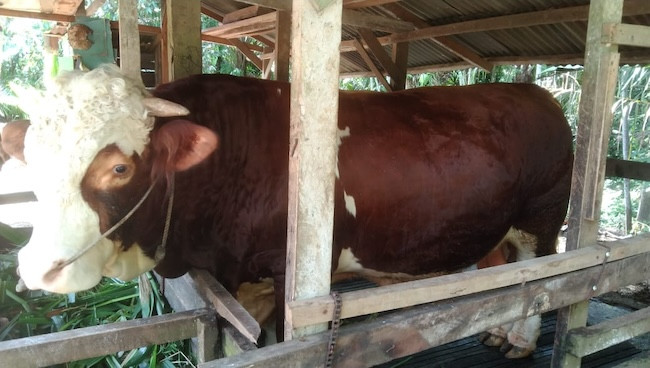 Iduladha 1446 Hijriah, Riau Terima 14 Sapi Kurban dari Presiden Prabowo