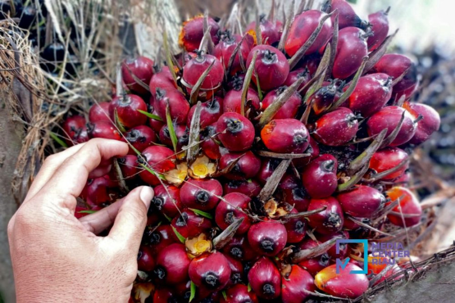 Harga Kelapa Sawit Mitra Plasma Turun Tipis Jadi Rp3.012 per Kg