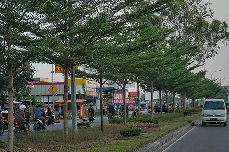 DLHK Pekanbaru Perkuat Komitmen untuk Program Penghijauan demi Kelestarian Lingkungan