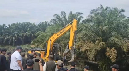 Diserahkan Sukarela ke Negara, 401 Hektare Lahan Sawit di TNTN Ditumbangkan