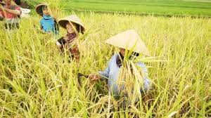 Petani Riau Senang, Nilai Tukar Hasil Pertanian Meningkat Pesat