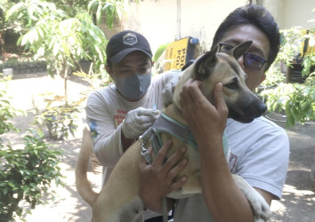 90 Persen Kasus Rabies Ditularkan Anjing, Pemprov Riau Imbau Warga Rutin Vaksinasi Hewan Peliharaan