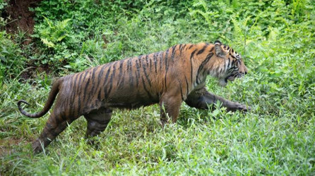 Pekerja Tewas Diserang Harimau di Semenanjung Kerumutan, BBKSDA Riau Turun Tangan