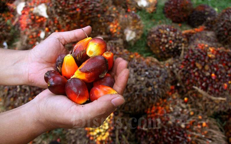 Sepekan ke Depan, Harga Sawit di Riau Tertinggi di Indonesia