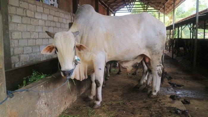 Menjelang Iduladha, Masyarakat Riau Harus Selektif Beli Hewan Kurban