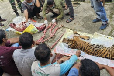 Enam Terdakwa Pembunuhan Harimau Sumatra di Rohul Dituntut 7 Tahun Penjara
