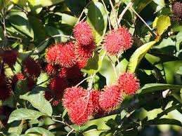 8 Manfaat Buah Rambutan untuk Kesehatan