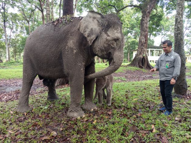 Kabar Gembira: Bayi Gajah Sumatera Lahir di TWA Buluh Cina, Riau