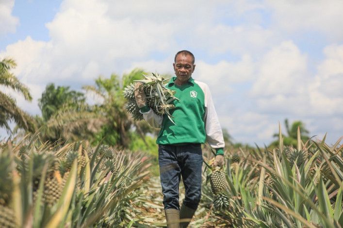 Nilai Tukar Petani Riau Naik 0,63 Persen, Ini Penyebabnya