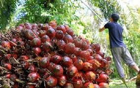 Kabar Gembira, Harga Sawit Riau Tembus Rp 3.427 per Kilogram