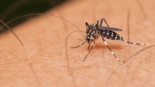 Dinas Kesehatan Riau dan Inhil Gelar Gotong Royong Bersama Tangani Kasus Malaria di Desa Kuala Selat