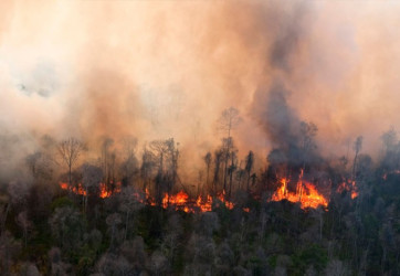 Menteri LH Warning Sanksi Tegas Korporasi di Riau Yang Bakar Lahan