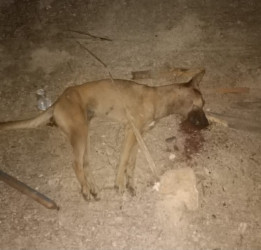 Dinas PKH Riau Lakukan Pemeriksaan Rabies Anjing Yang Gigit Warga Pekanbaru