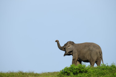 Program Konservasi PHR Kurangi Konflik Gajah dan Manusia di Riau