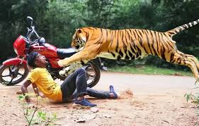 Pria di Riau Diterkam Harimau dari Belakang, Luka di Kepala hingga Kaki Terima 89 Jahitan