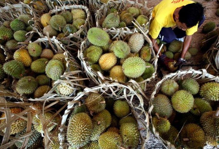 Ada Paket Wisata Durian di Malaysia, Berikut Kisaran Harga dan Paketnya