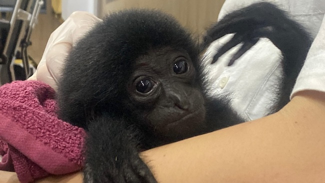 Polresta Pekanbaru Ungkap Perdagangan Satwa Dilindungi, Satu Ekor Siamang Dijual Rp10 Juta